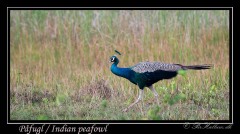 Påfugl / Indian peafowl