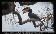 Rajahnæsehornsfugl /  Malabar pied hornbill