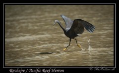 Revhejre /  Pacific Reef Heron