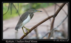Rishejre / Indian Pond Heron
