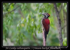 Sri Lanka-sultanspætte / Crimson-backed flameback