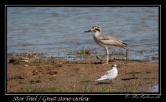 Stor Triel / Great Stone-curlew