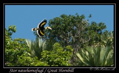 Stor næsehornsfugl /  Great Hornbill