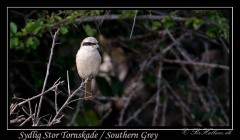 Sydlig Stor Tornskade / Southern Grey Shrike