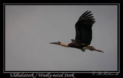 Uldhalssstork / Woolly-necked Stork