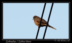 Zebradue / Zebra Dove