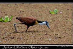 Afrikansk bladhøne /  African Jacana