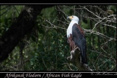 Afrikansk Flodørn / African Fish Eagle