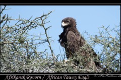 Afrikansk Rovørn /  African Tawny Eagle