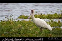 Afrikansk Skestork / African Spoonbill