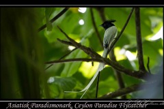 Ceylon Paradise Flycatcher / Asiatisk Paradismonark