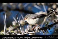 Askegråsanger / Grey-backed Camaroptera