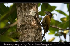 Bambusgrønspætte / Laced Woodpecker ♀