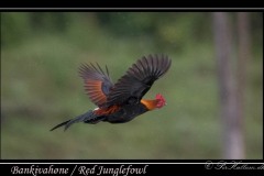 Bankivahøne / Red Junglefowl