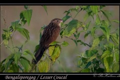 Bengalsporegøg / Lesser Coucal