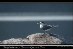 Bergiusterne / Greater Crested Tern