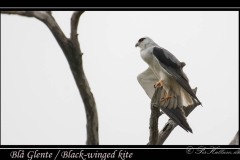 Blå Glente / Black-winged kite