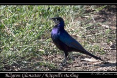 Blågrøn Glansstær /  Rüppell's starling