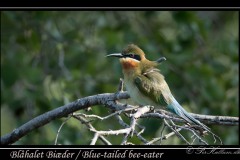 Blue-tailed bee-eater / Blåhalet Biæder