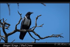 Broget Krage / Pied Crow