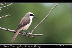 Brun Tornskade / Brown Shrike