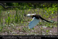 Fasanbladhøne / Pheasant-tailed Jacana