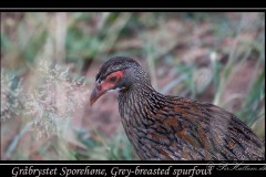 Gråbrystet Sporehøne, Grey-breasted spurfowl