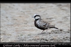 Gråisset Lærke / Ashy-crowned sparrow lark