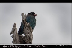Grøn Ellekrage / Oriental Dollarbird