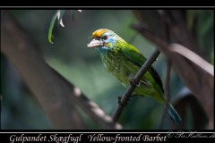 Gulpandet Skægfugl / Yellow-fronted Barbet