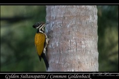 Gylden Sultanspætte / Common Goldenback