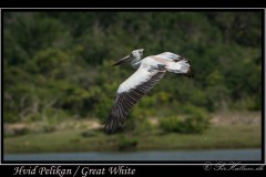 Hvid Pelikan / Great White Pelican