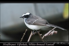 Hvidbrynet Viftehale, White-browed Fantail