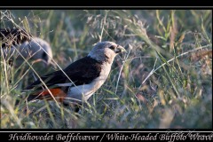 Hvidhovedet Bøffelvæver / White-headed Buffalo Weaver