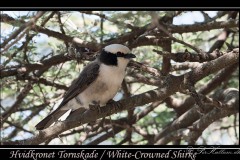 Hvidkronet Tornskade / White-crowned Shrike