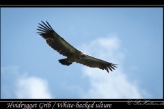 Hvidrygget grib / White-backed vulture