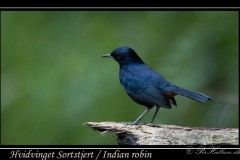 Hvidvinget Sortstjert / Indian robin ♂