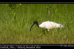 Indisk Ibis / Black-headed ibis