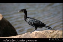 Indisk Skarv / Indian Cormorant