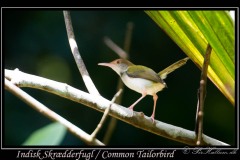Indisk Skrædderfugl / Common Tailorbird