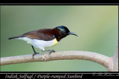 Indisk Solfugl / Purple-rumped Sunbird ♂