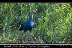 Indisk Sultanhøne / Indian Swamphen