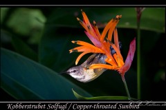 Kobberstrubet Solfugl /  Copper-throated Sunbird