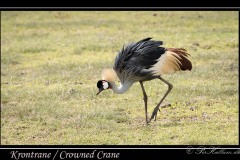 Krontrane / Crowned Crane