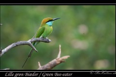 Lille Grøn Biæder / Green Bee-eater