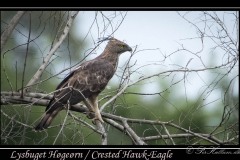 Lysbuget Høgeørn, Crested Hawk-Eagle