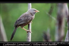Lyshovedet Larmdrossel / Yellow-billed Babbler