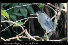 Mangrovehejre / Striated Heron