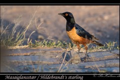 Masaiglansstær /  Hildebrandt's starling