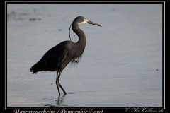 Mascarenerhejre / Dimorphic Egret